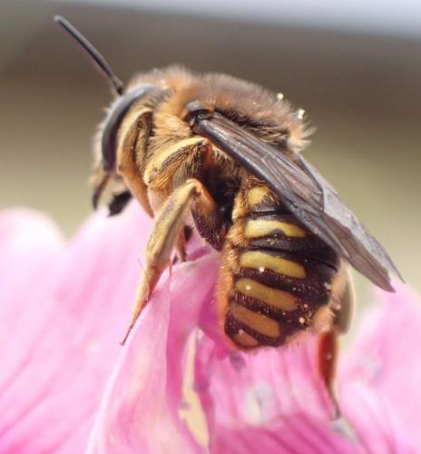Réf. 290 510 : Anthidium manicatum